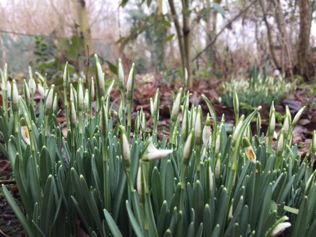 Snowdrops