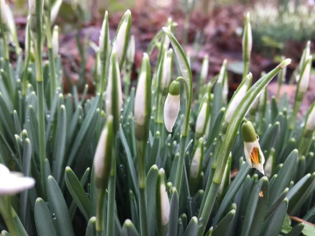 Snowdrops closeup