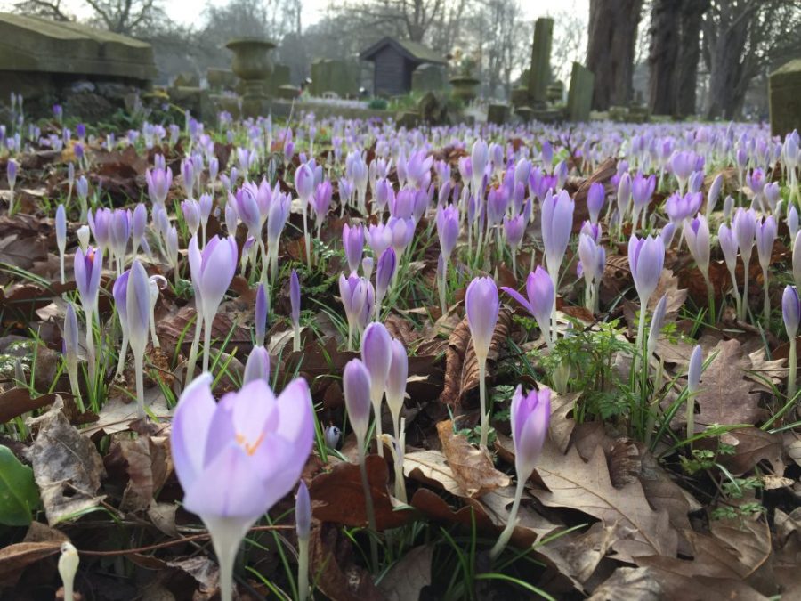 Crocuses