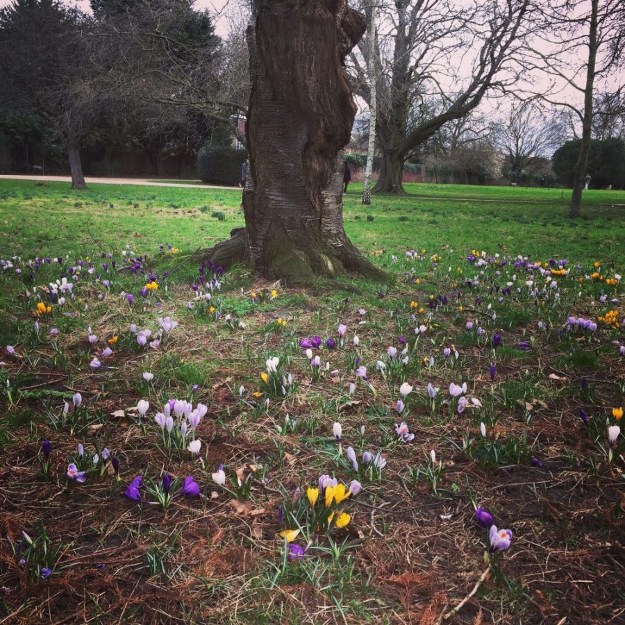 Walpole park crocuses
