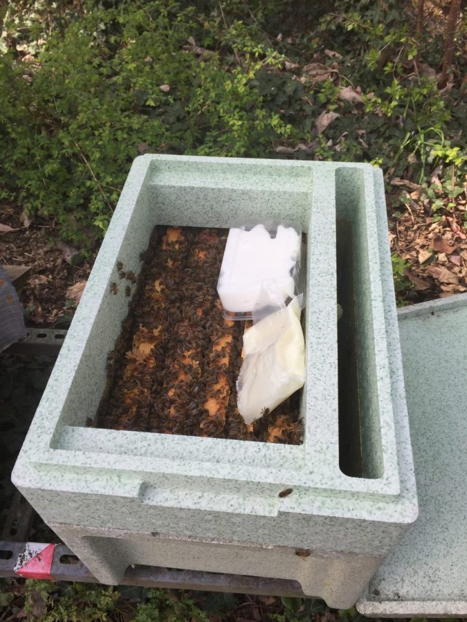 Pollen and fondant in nuc