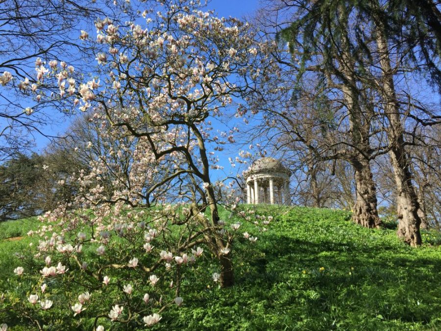 Magnolia at Kew