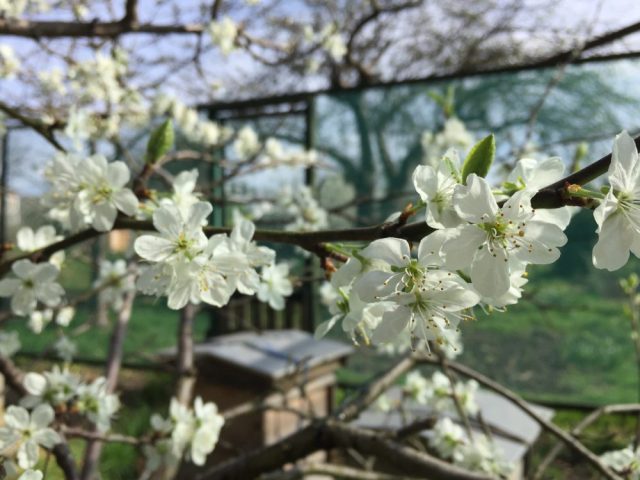 Allotment hives and blossom