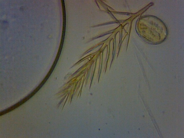 Bee hair - photo by Thomas Bickerdike