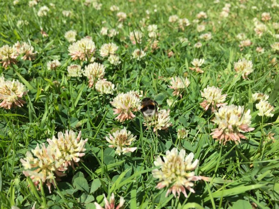 Bumble on clover
