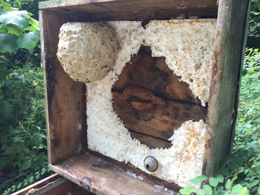 Wasp nests
