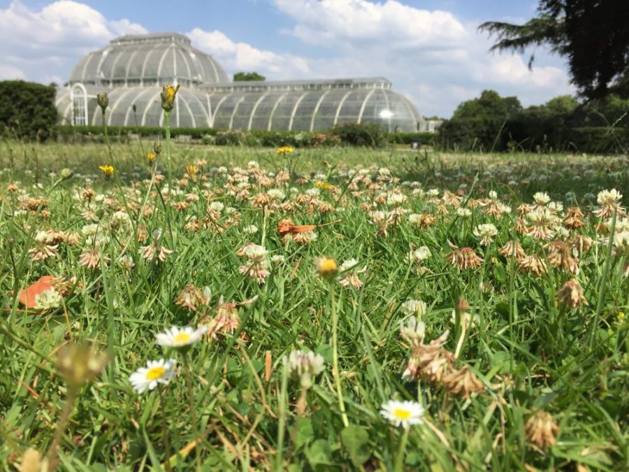 Clover at Kew