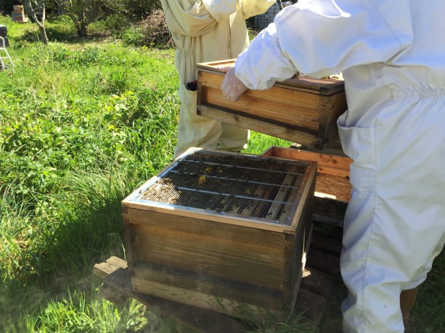 Hive inspection Kate Bowyer