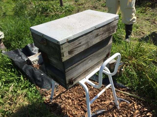 Nucleus hive Kate Bowyer