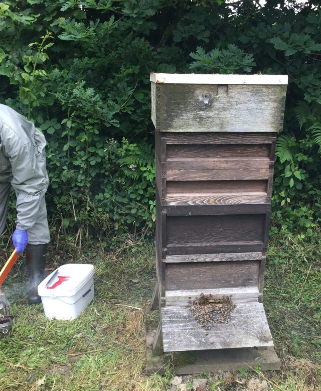 Bee Health Day 2018 apiary visit