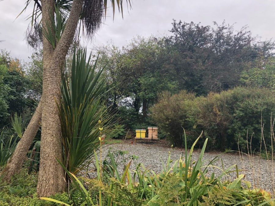 Bees through palm trees