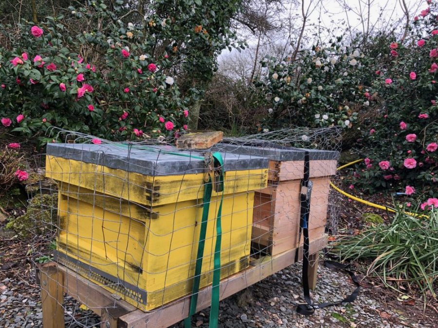 Hives surrounded by flowers