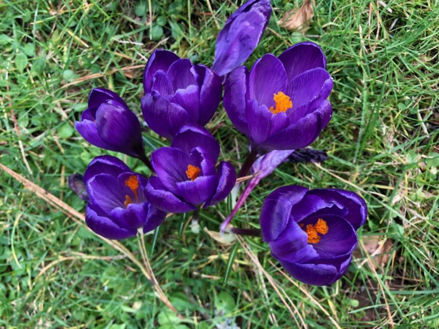 Purple crocuses