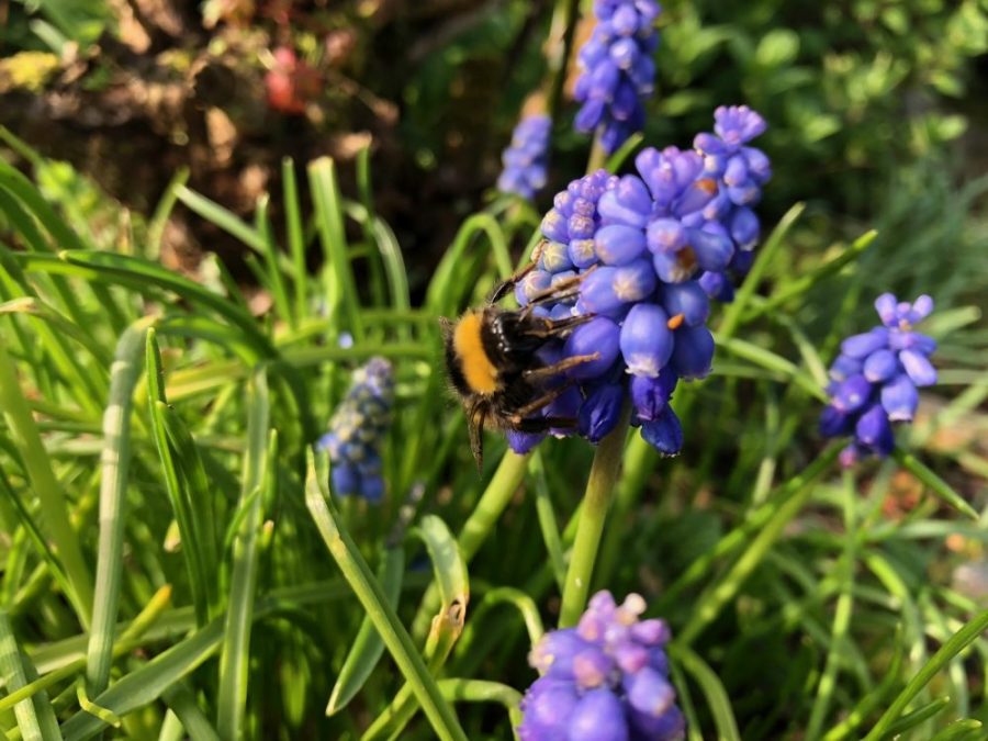 Grape hyacinth with bumblebee