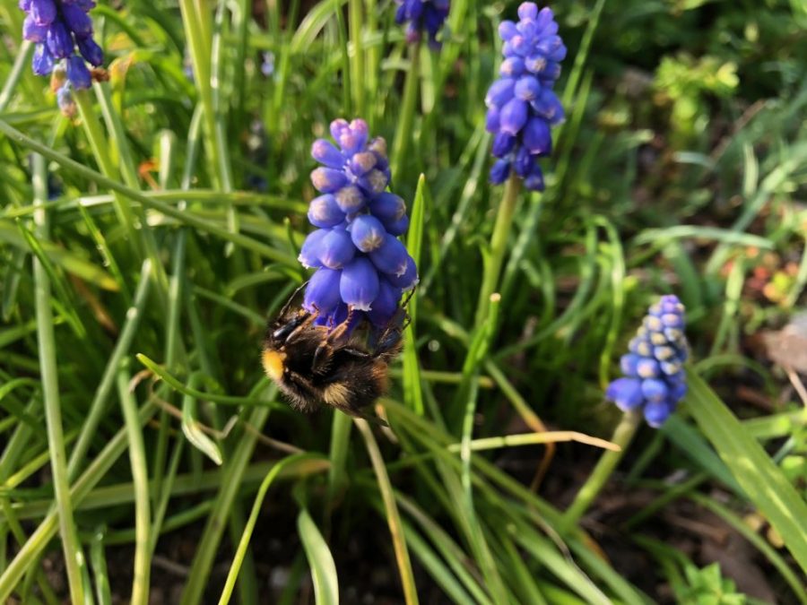 Grape hyacinth