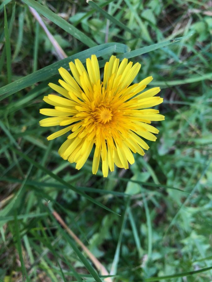 Dandelion
