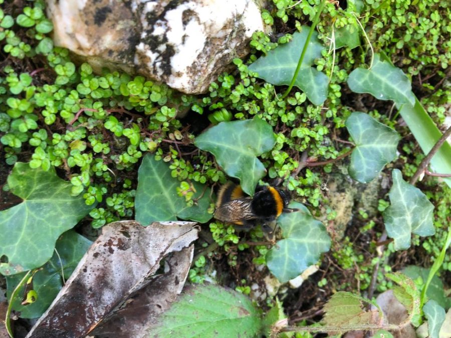Queen buff-tailed bumblebee