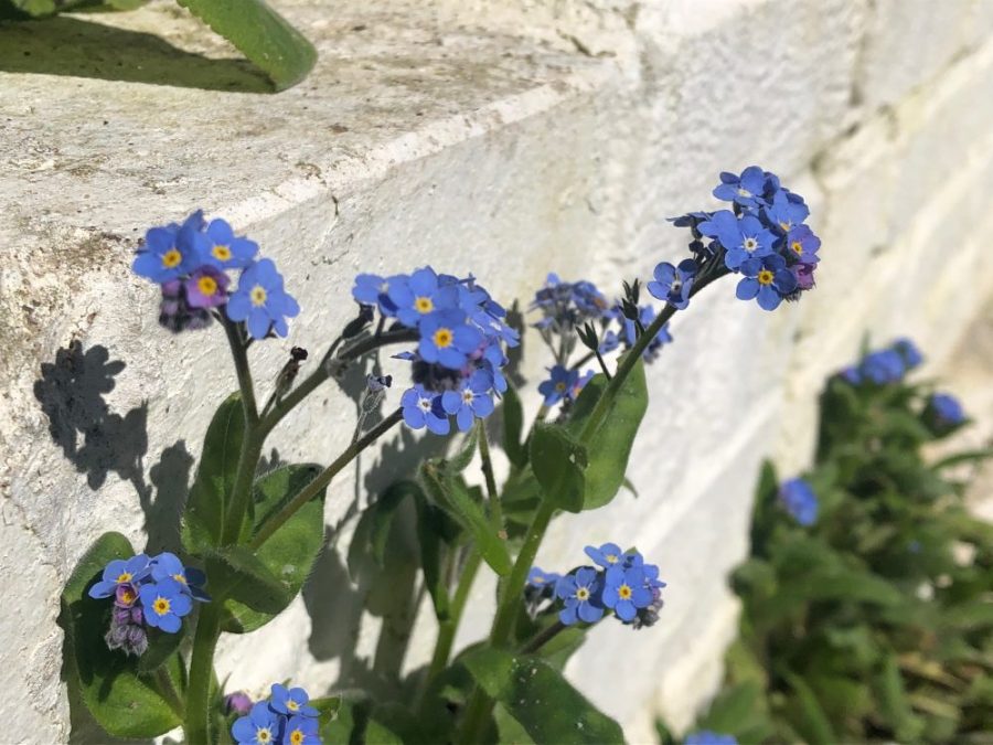 Forget-me-nots