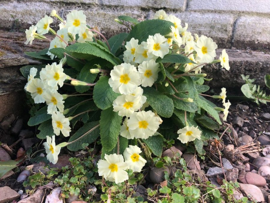 Yellow primroses