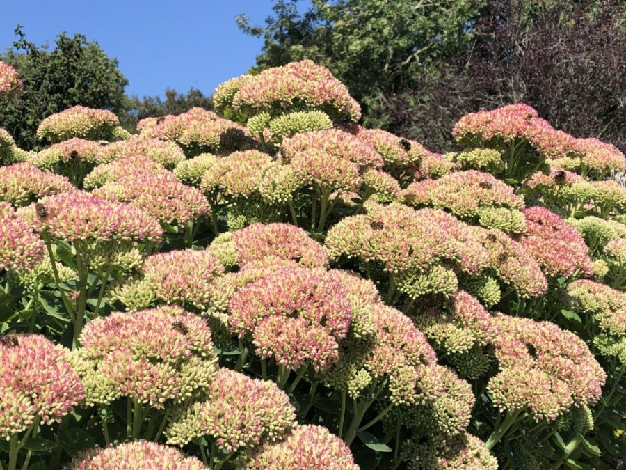Sedum covered in bees