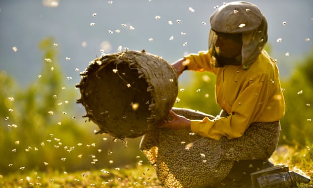 Honeyland film - Hatidze beekeeping