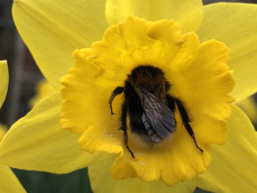 Bombus hypnorum