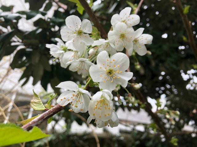 Blossom