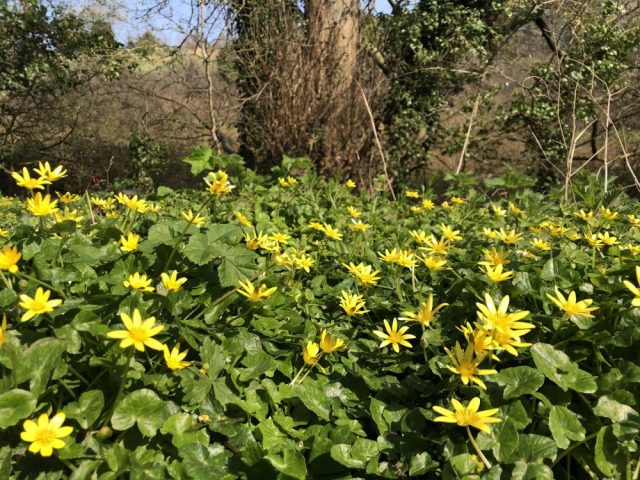 Lesser celandine