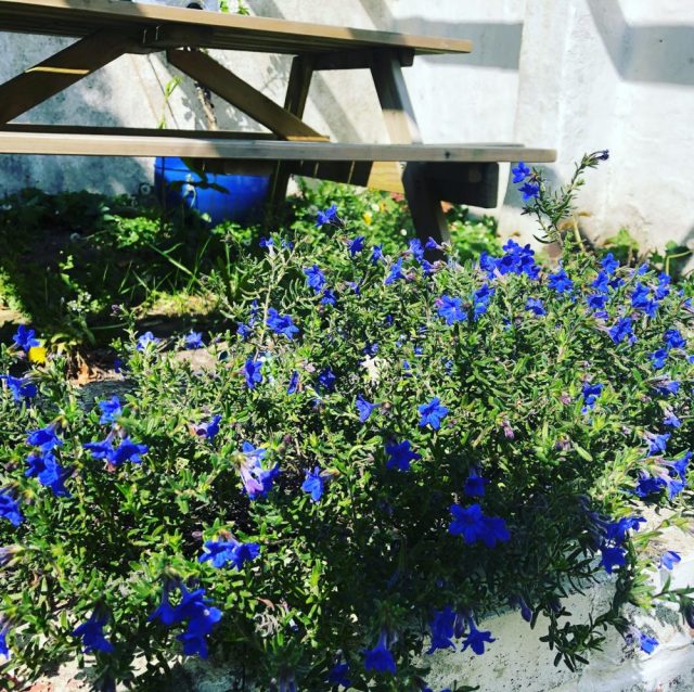 Lithodora