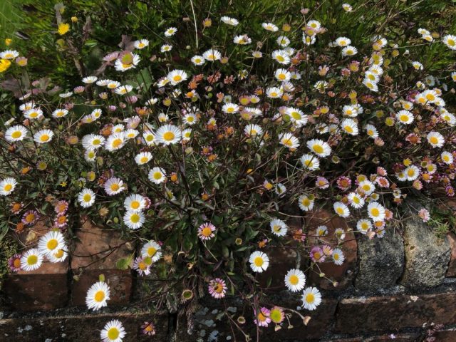 Mexican fleabane