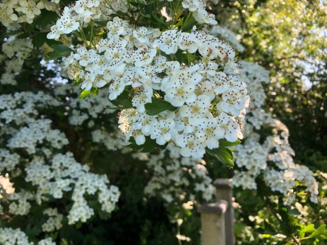 Hawthorn