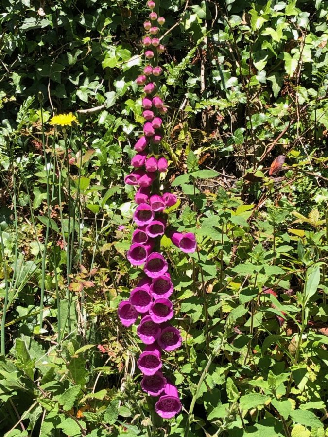 Foxgloves