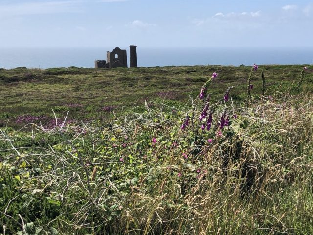 Foxgloves at Chapel Porth