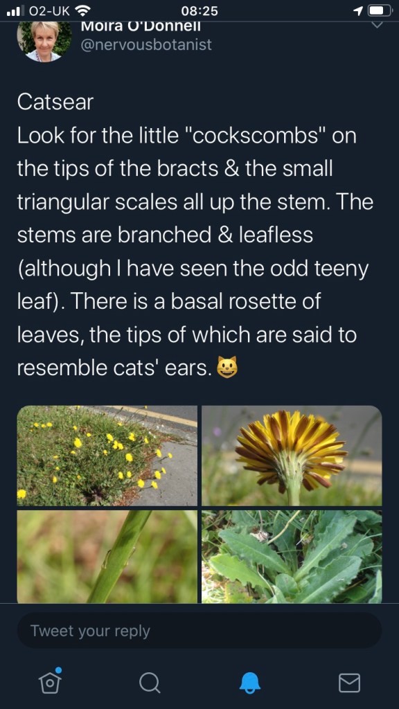Moira O’Donnell tweet Catsear