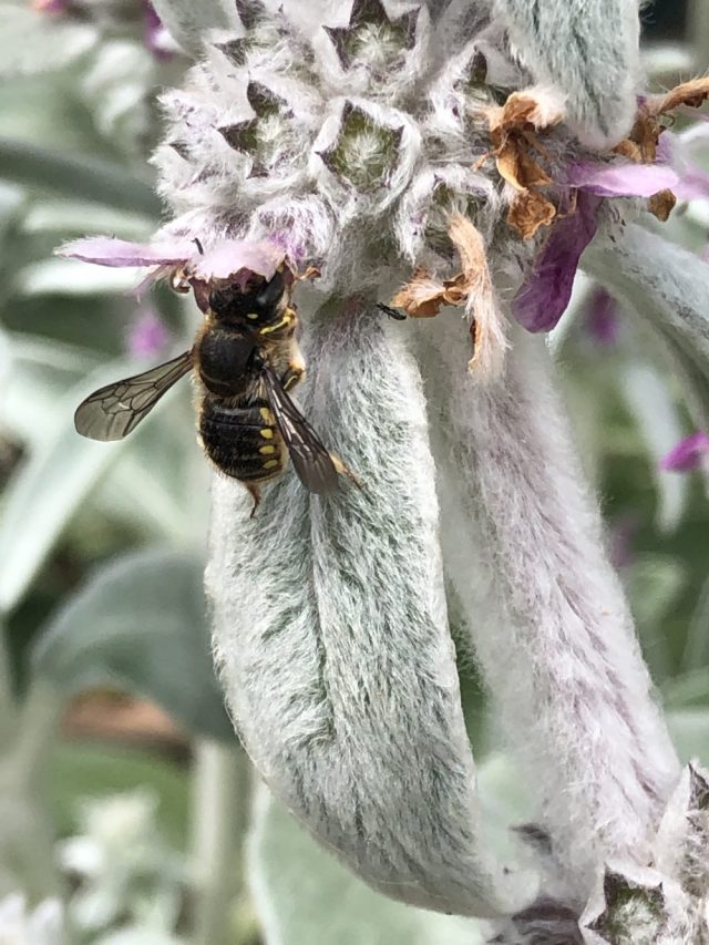 Wool carder bee on lambs ear