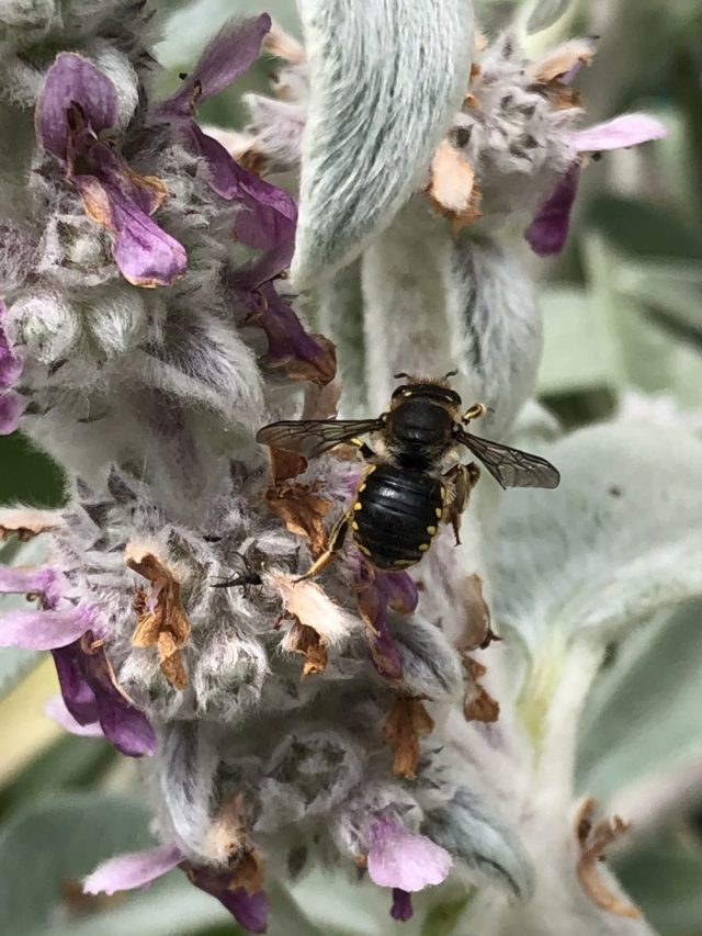 Wool carder bee