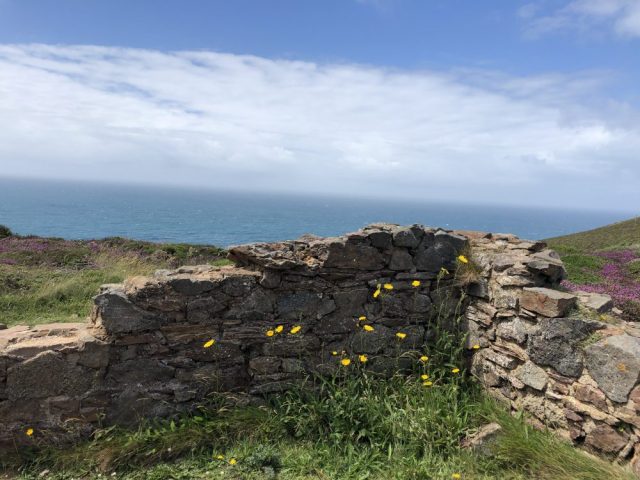 Flowers behind a wall