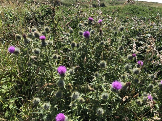 Thistle