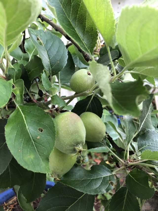 Apples
