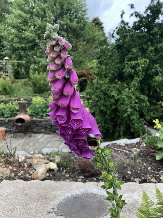 Foxgloves