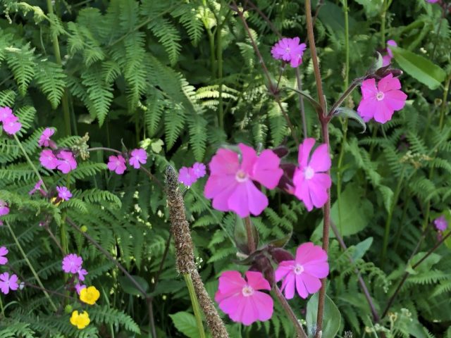 Red campion