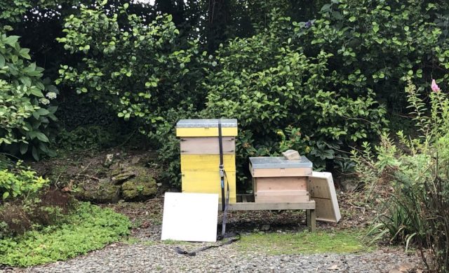 Bees after nucleus swarm method