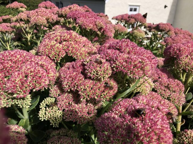 Sedum (ice plant)