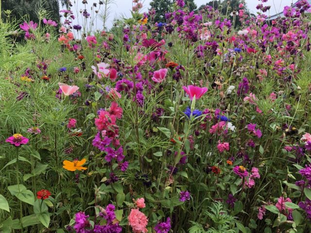 Wildflowers