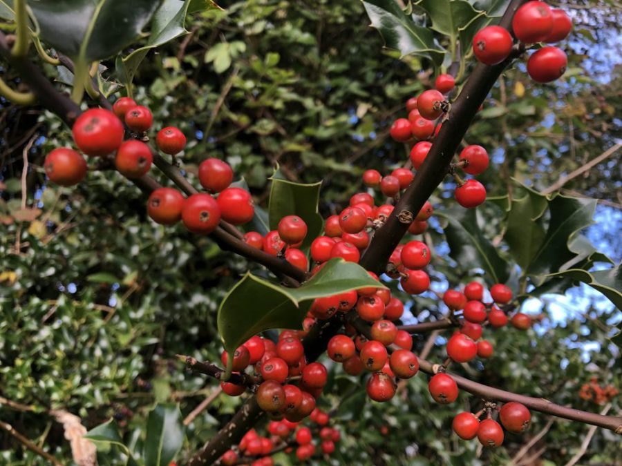 Holly berries