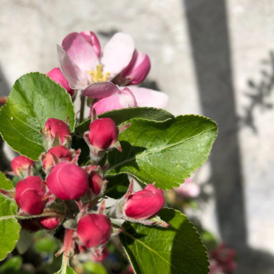 Apple buds