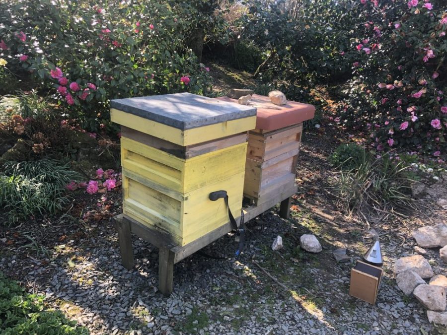 Bee hives and smoker