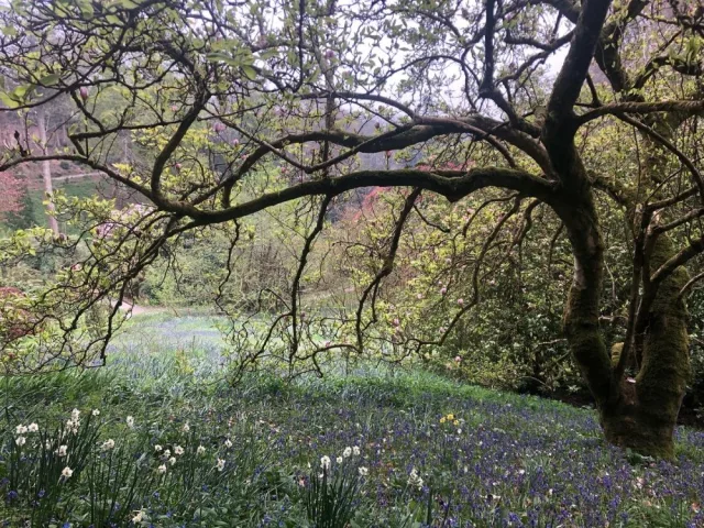 Bluebells and daffodils
