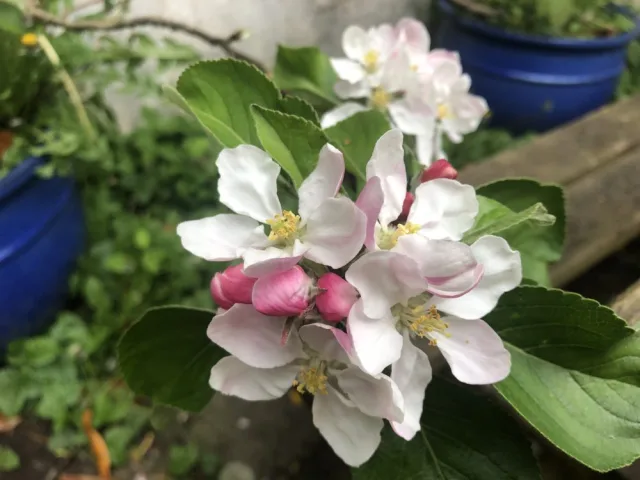 Apple flowers