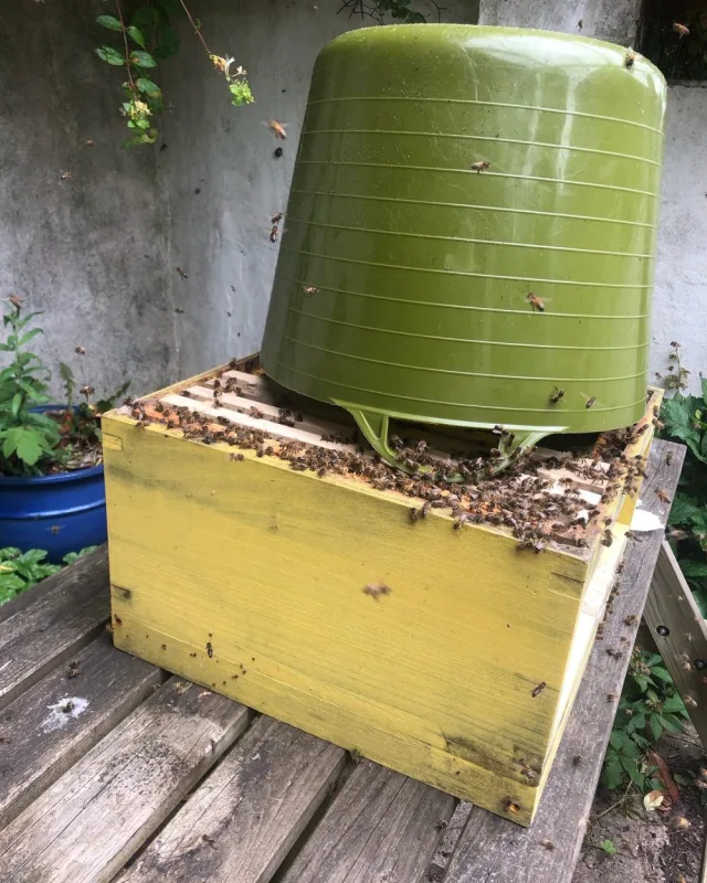 Putting the bees in the hive